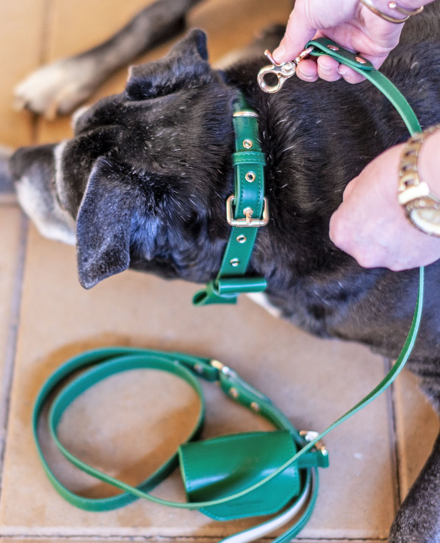 Designer Collar, Poop bag and Leash Set-Forest Green