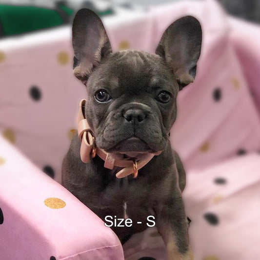 dog wearing Pastel Pink small size collar