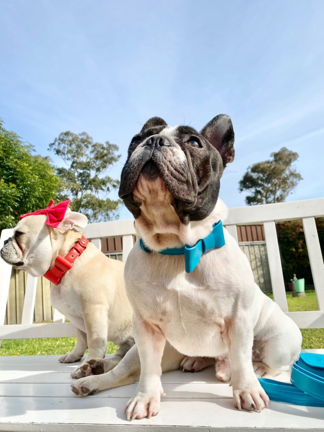 Coastal blue collar, detachable bow tie, leash and poop bag holder set flat lay
