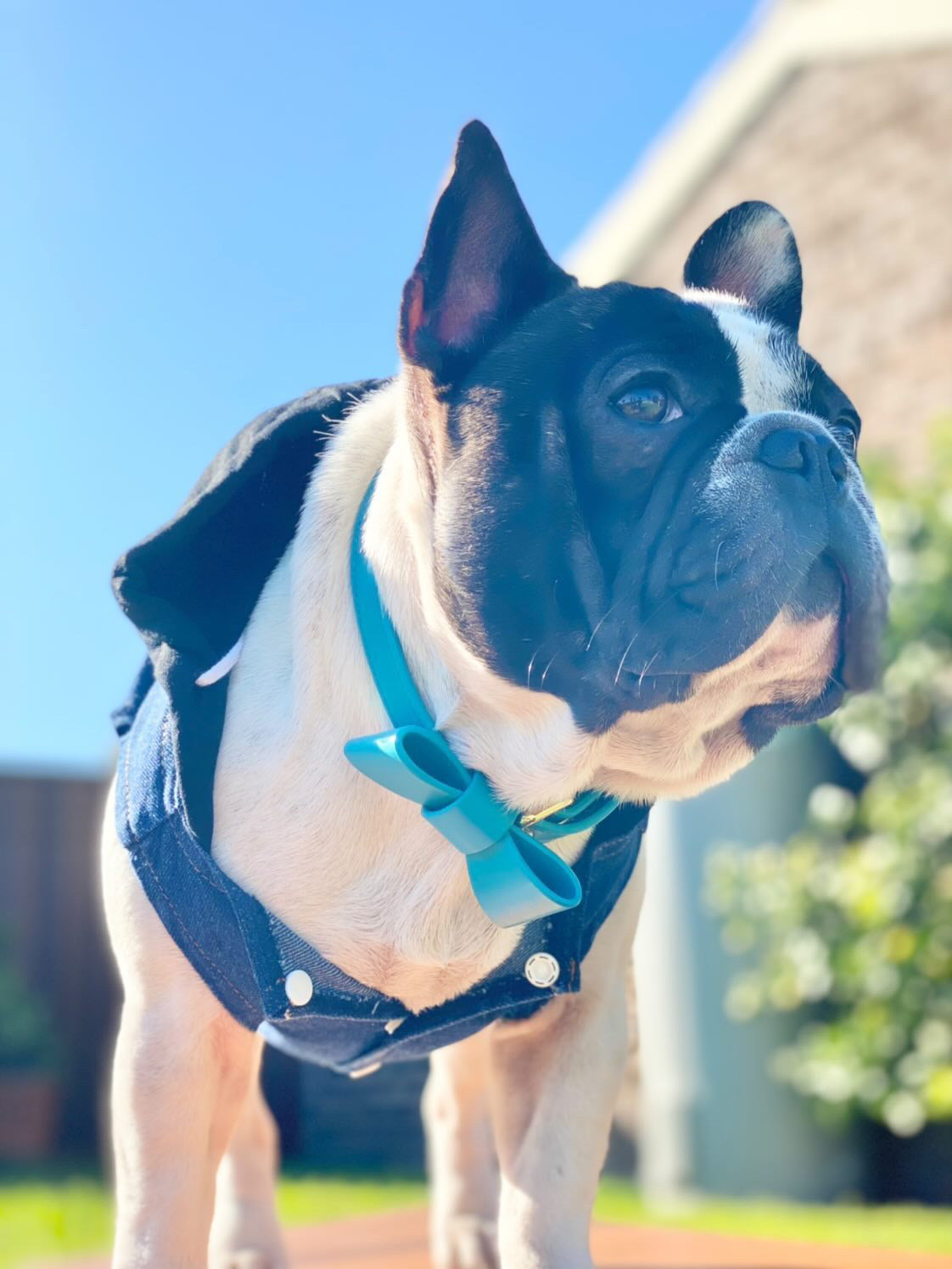 Dog wearing coastal blue vegan leather collar during outdoor walk