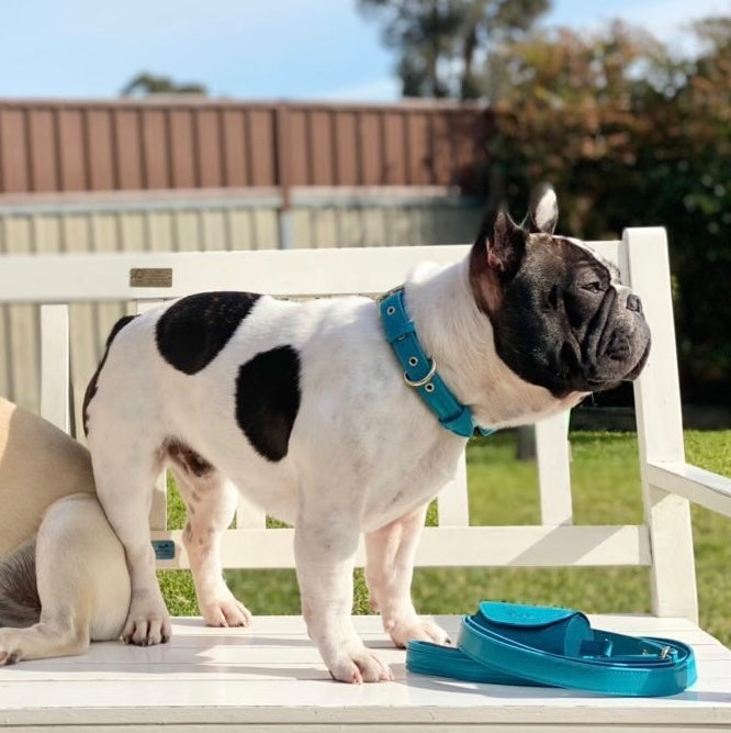 Coastal blue vegan leather dog collar set with matching leash and poop bag holder