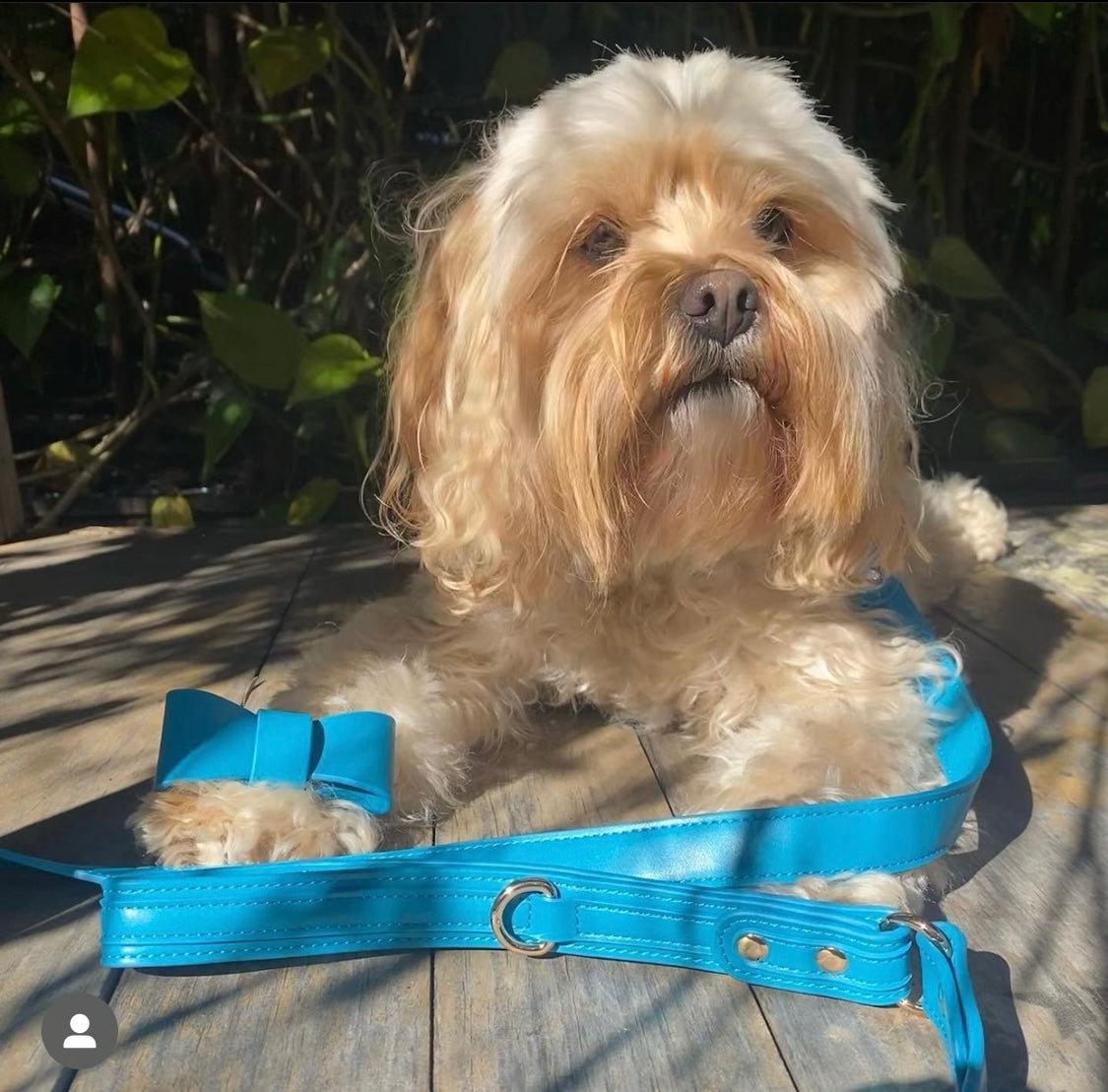 Dog wearing coastal blue vegan leather collar and matching bow tie