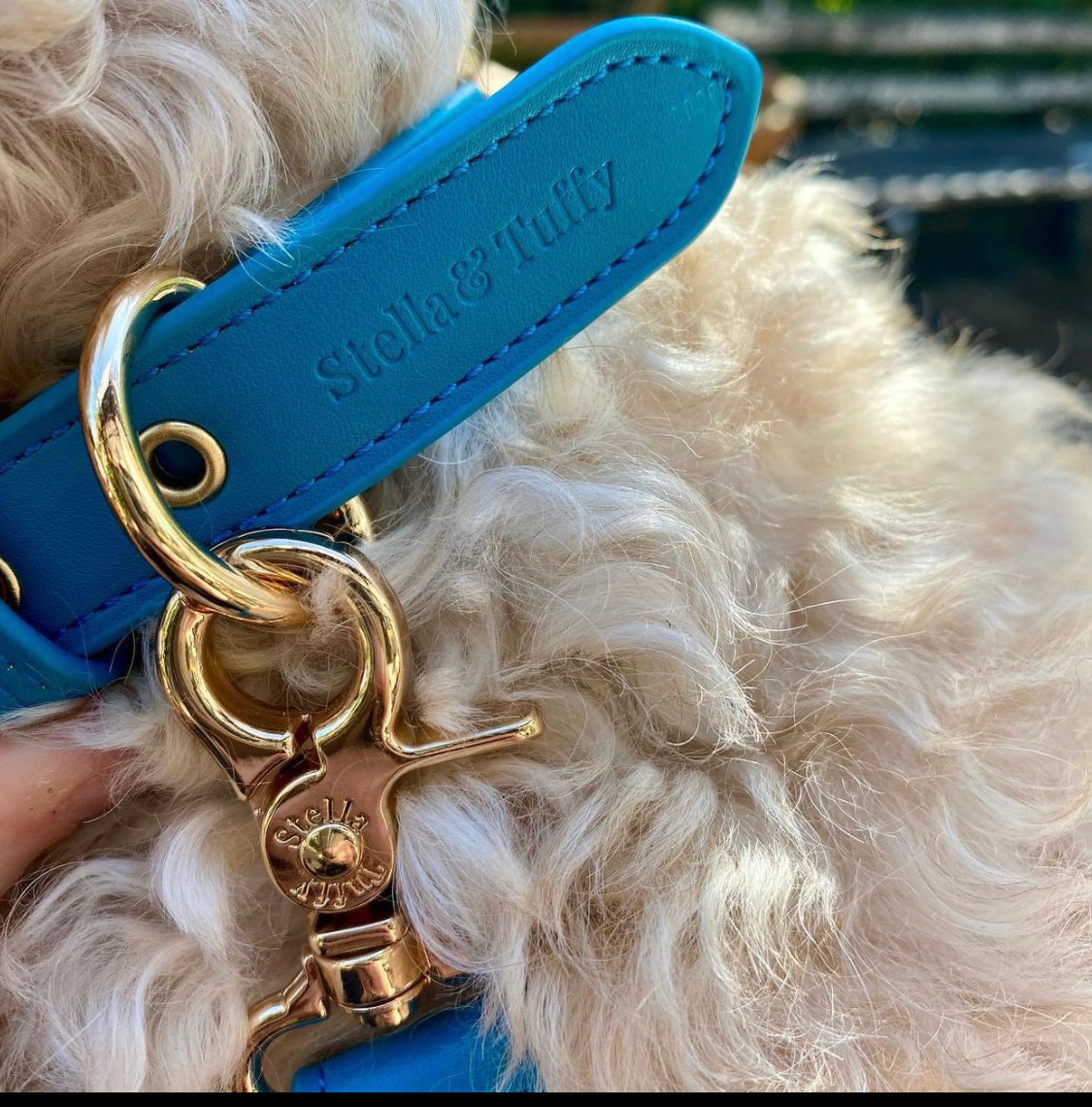 Coastal blue vegan leather dog collar with gold hardware detail