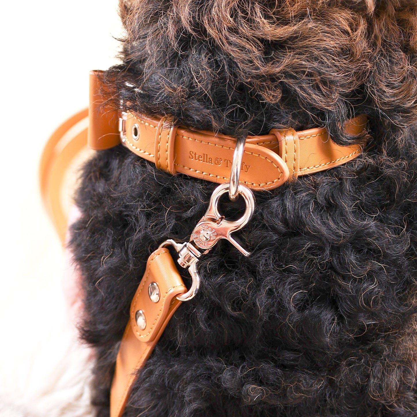 Designer Dog Collar with Bow Tie