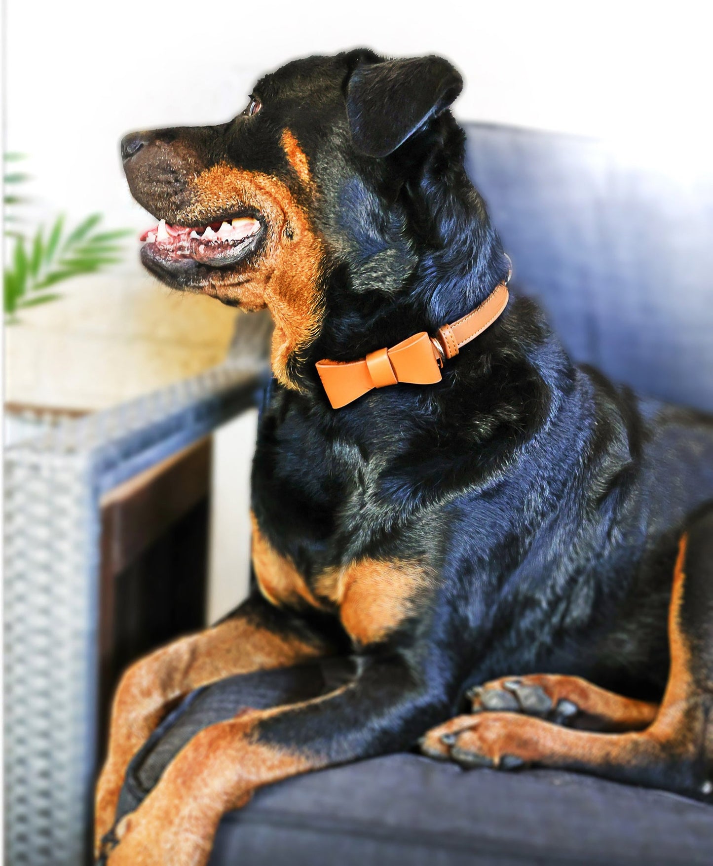 Designer dog collars with bow tie. Vegan Leather dog collars Australia. Dog on sofa with orange leather collar 